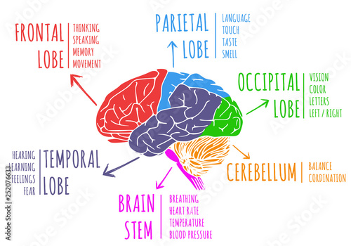 Illustration of human brain's functions and anatomy photo