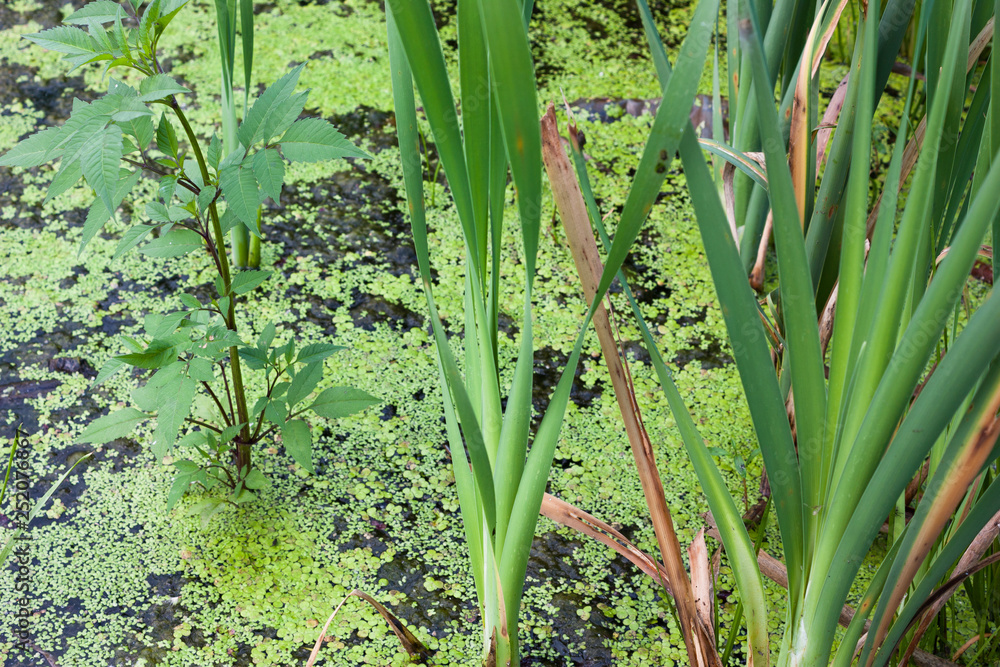 Obraz premium Fresh river and marsh vegetation on the surface of the water. Natural texture.