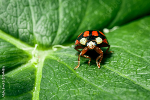 Macro photo of a ladybug.