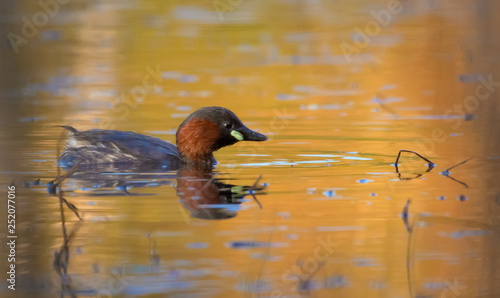 Adult Little Grebe swims on the water surface colored by great sunset light photo