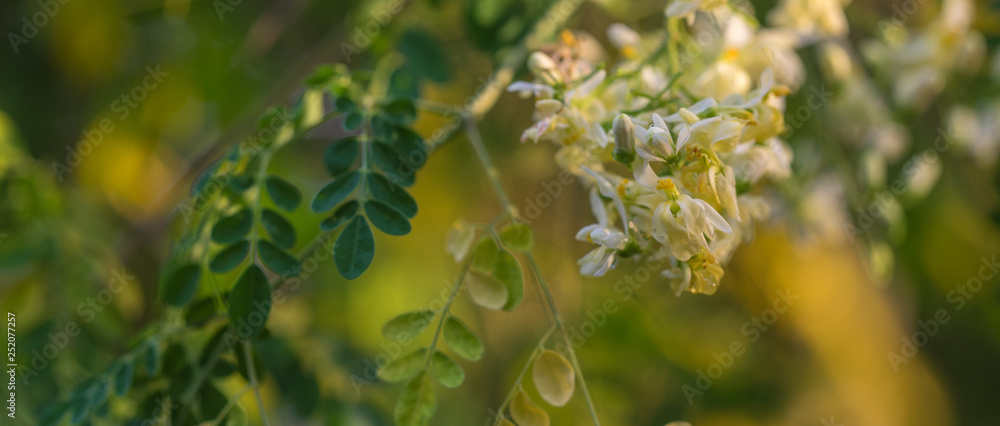 Moringa Miracle Tree leafs outdoors Moringa Miracle Tree leafs outdoors