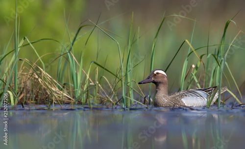 Adult Male Garganey swims in blue colored spring lake with green water plants  photo