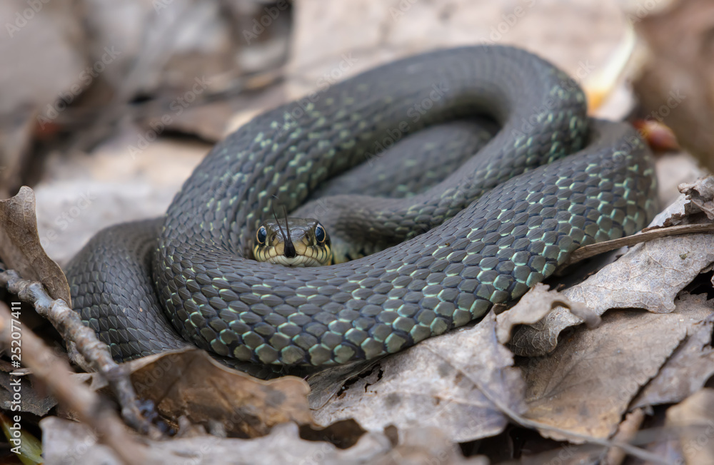 Not very big Grass snake lies ringed on forest leaves and litter floor while sticking his tongue out to gather scents Not very big Grass snake lies ringed on forest leaves and litter floor while sticking his tongue out to gather scents