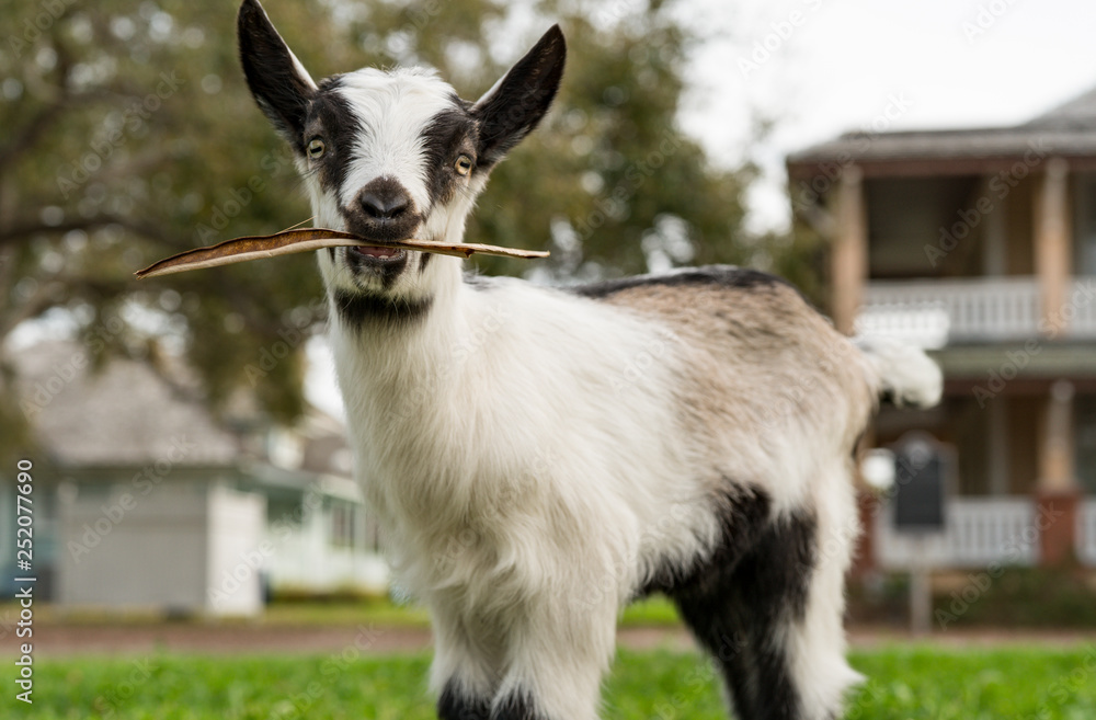 Baby Goat Eating Leaf