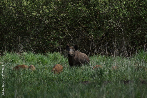 Fototapeta Naklejka Na Ścianę i Meble -  dziki