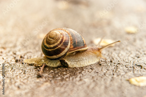 Snail crawling on asphalt