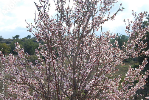 Almond Tree Blossom