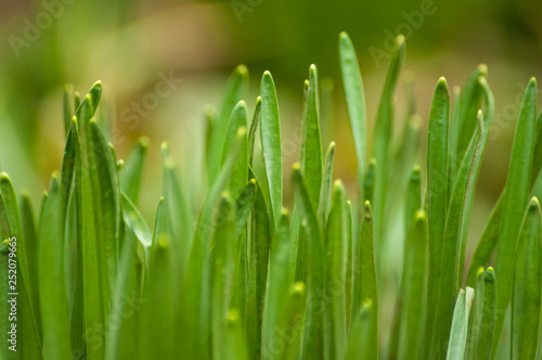 Green grass stalks