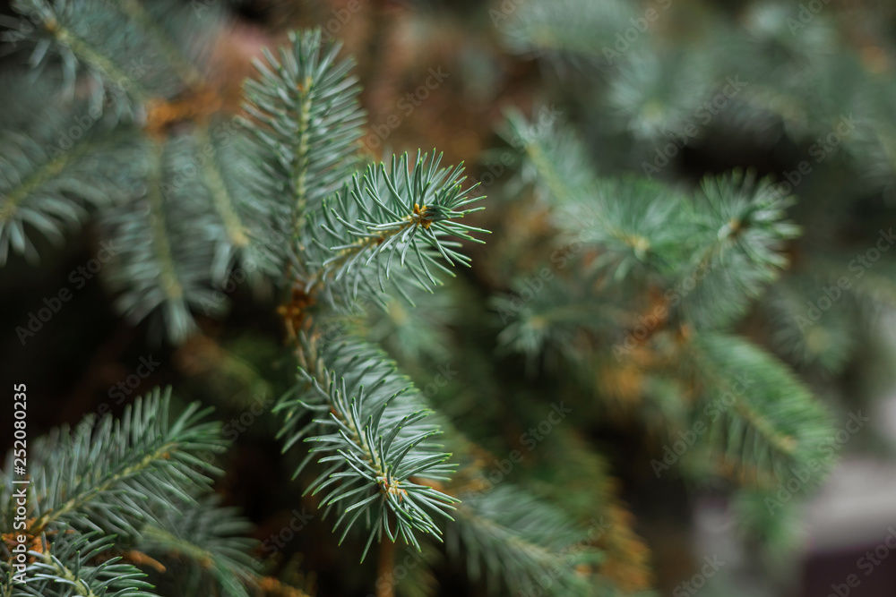 Fir branches spruce. Close up