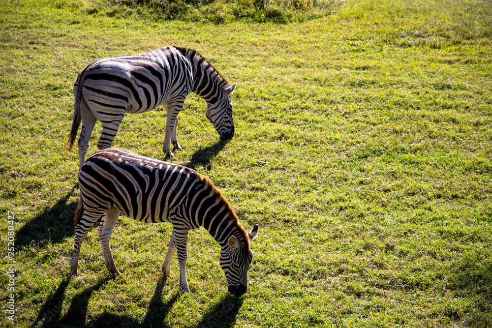 Fototapeta premium Australia zoo, Australia