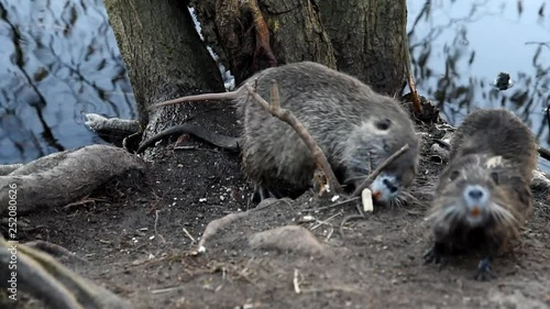 nutria wild animal eats bread