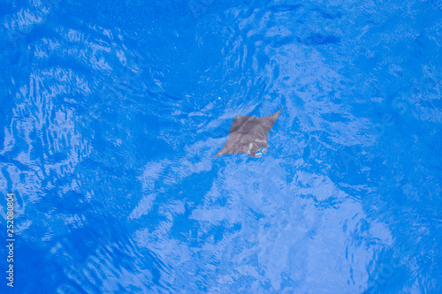 Hawaii Manta Ray Aerial