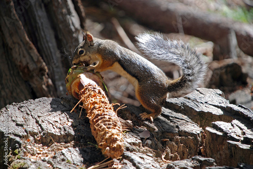 squirrel nibbling on a pine cone