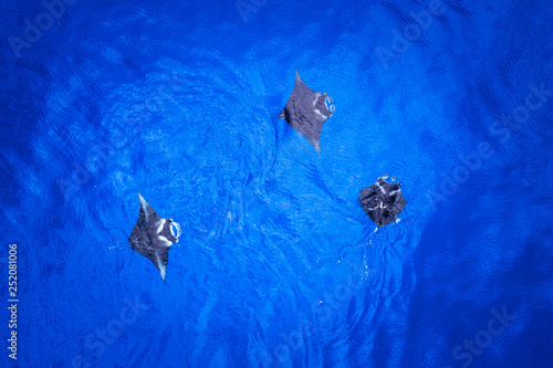 Hawaii Manta Ray Aerial