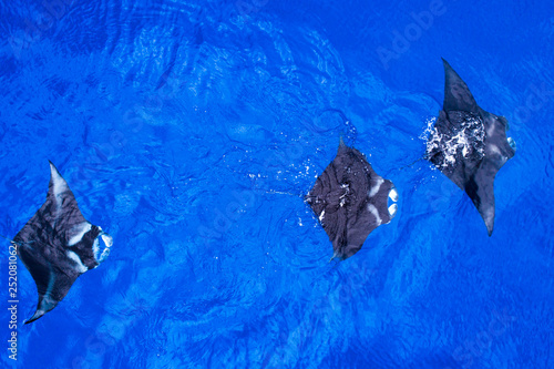 Hawaiian Manta Ray Aerial