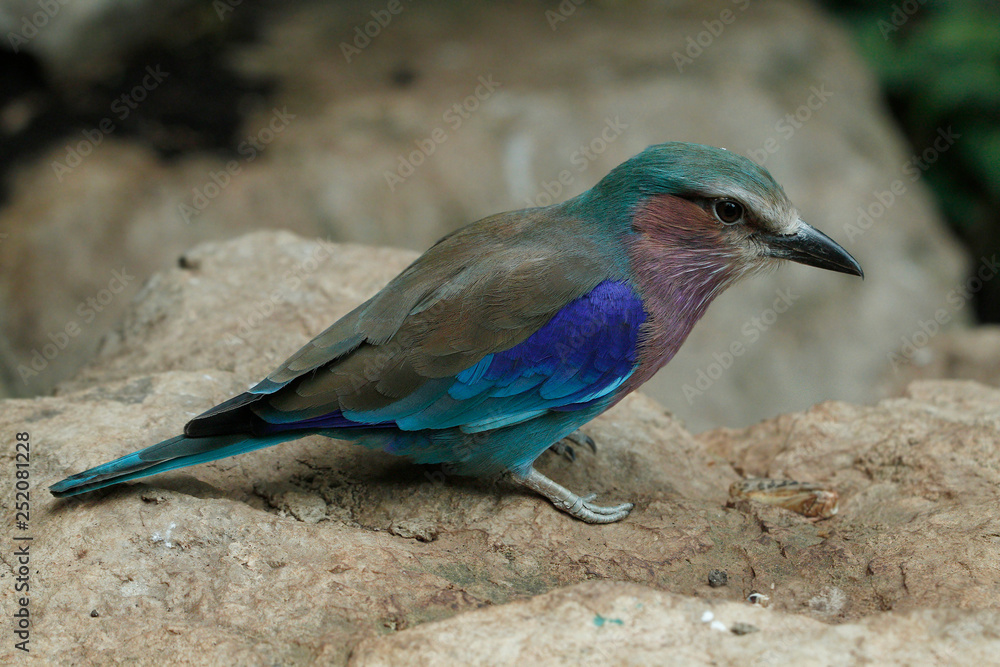 Senegalracke (Coraciidae) Afrika Senegalracke (Coraciidae) Afrika