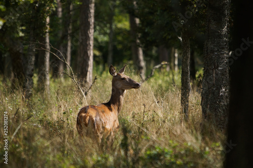 Fototapeta Naklejka Na Ścianę i Meble -  łania jelenia szlachetnego