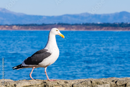 California Gull walking on a rock ledge, Pacific Grove, Monterey bay area, California