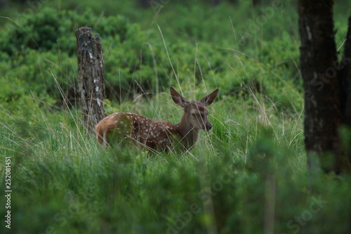 Fototapeta Naklejka Na Ścianę i Meble -  łania jelenia szlachetnego