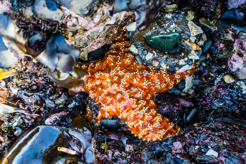 Orange sea star  Fitzgerald Marine Reserve tidepools  Moss Beach  California