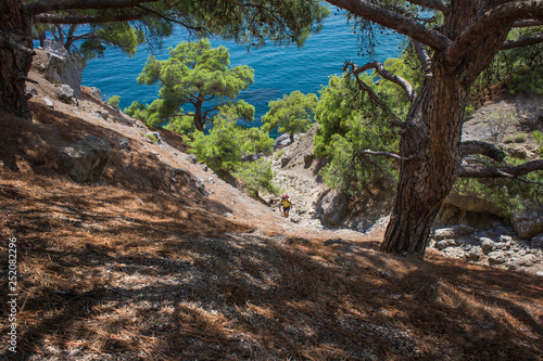 View of the steep pine forest overlooking the sea on a hot summer day. Concept: summer vacation in uncharted corners of the Mediterranean.