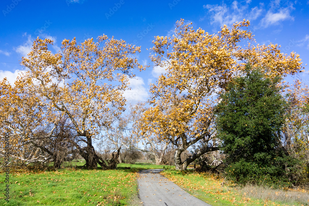 Naklejka premium Paved trail through a western sycamore (Platanus Racemosa) trees grove, Western Sycamore tree (Platanus racemosa), Sycamore Grove Park, Livermore, San Francisco bay area, California
