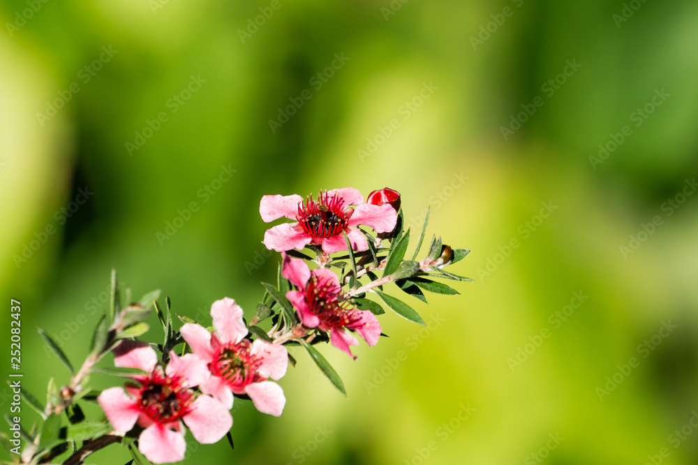 Manuka (Leptospermum Scoparium) pink flowers, California Manuka (Leptospermum Scoparium) pink flowers, California