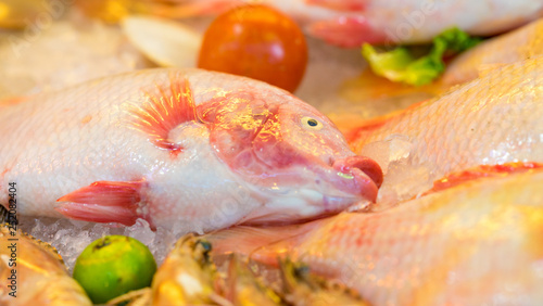 Lapu lapu or red grouper, epinephelus morio in thailand fish market photo