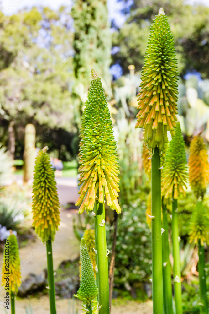 Blooming yellow aloe vera (arborescens), California Blooming yellow aloe vera (arborescens), California