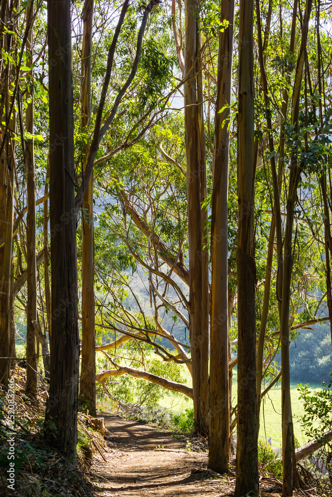 Naklejka premium Path in Eucalyptus forest, San Francisco bay area, California