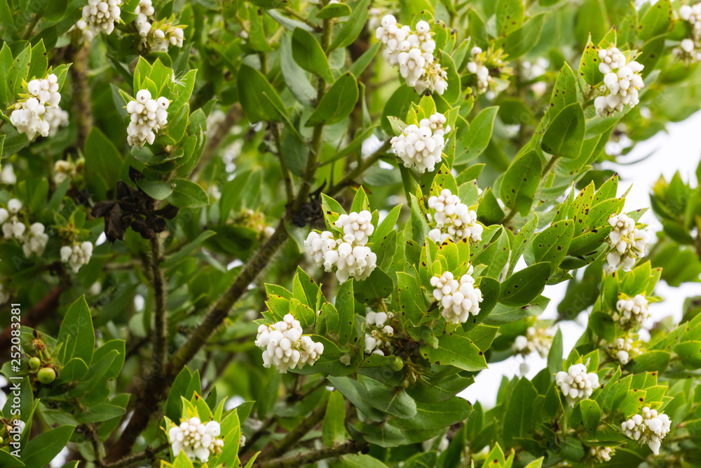 Manzanita shrub full of white flowers, California