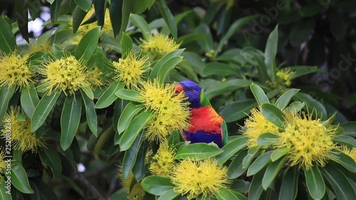 The yellow flowers of the golden penda tree (Xanthostemon chrysanthus) and rainbow lorikeet  in spring early summer Gold Coast Australia Queensland
