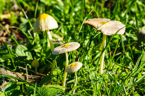 Creamy mushrooms surrounded by grass, California