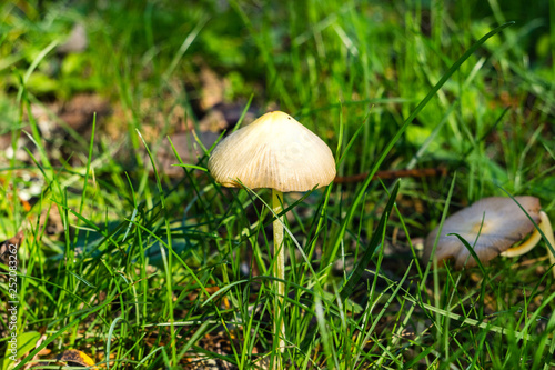Creamy mushroom surrounded by grass, California
