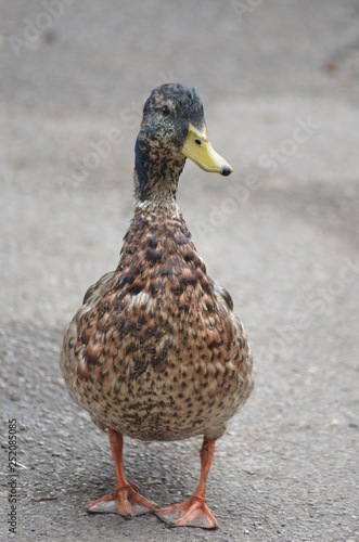 Canard