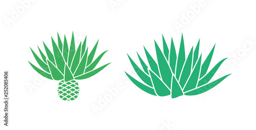 Blue agave.  Isolated agave on white background