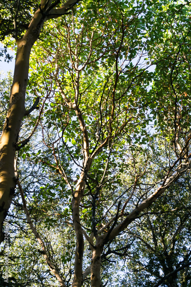 Fototapeta premium Madrone (Arbutus menziesii) trees, California
