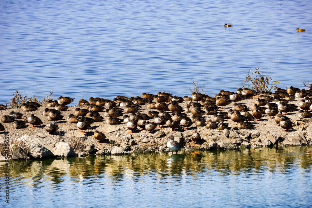 Ducks sleeping on a levee, Sunnyvale, south San Francisco bay area, California Ducks sleeping on a levee, Sunnyvale, south San Francisco bay area, California