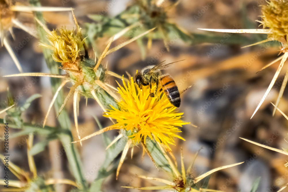 Bee pollinating Yellow star thistle (Centaurea solstitialis), California Bee pollinating Yellow star thistle (Centaurea solstitialis), California