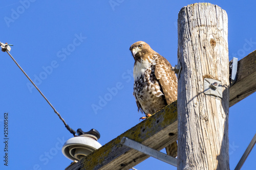 Juvenile Red-tailed Hawk (Buteo jamaicensis) perched on wooden power pole, San Francisco bay, California photo