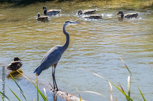 Photography Great blue heron, Sunnyvale bay trail, south San Francisco bay area, California