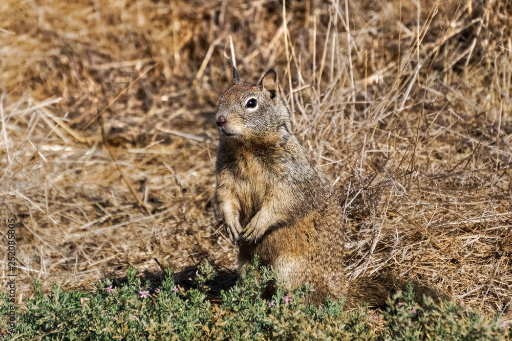 Squirrel blending in with the tall dry grass on the background, Alviso marsh, San Jose, south San Francisco bay, San Jose, California Squirrel blending in with the tall dry grass on the background, Alviso marsh, San Jose, south San Francisco bay, San Jose, California