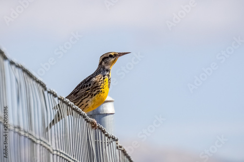 Western Meadowlark sitting on a fence, Martial Cottle Park, San Jose, California photo