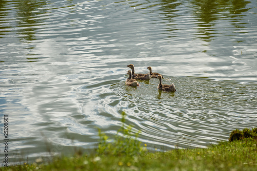 ducks swim in the pond.