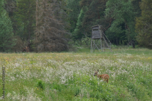 Fototapeta Naklejka Na Ścianę i Meble -  sarna