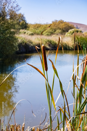 Cattail plant on the marshes of East San Francisco Bay, Coyote Hills Regional Park, Fremont, California photo