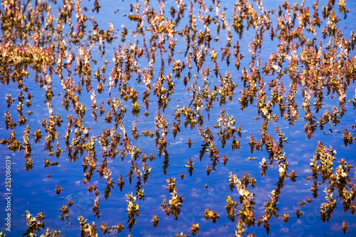 Small marsh plants reflected in the dark blue water, Coyote Hills Regional Park, East San Francisco Bay Area, California