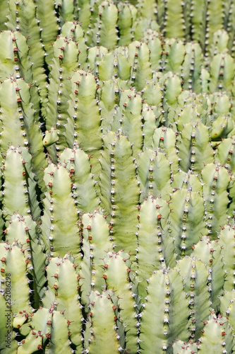 Background image of spiky succulent cacti growing close together, California