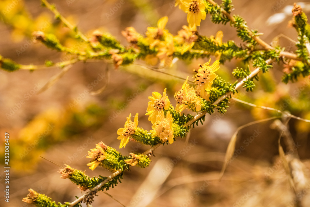 Rosin Weed (Calycadenia truncata) in bloom, Henry W. Coe State Park, California Rosin Weed (Calycadenia truncata) in bloom, Henry W. Coe State Park, California