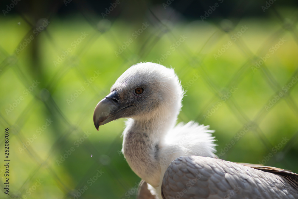 Fototapeta premium Vulture